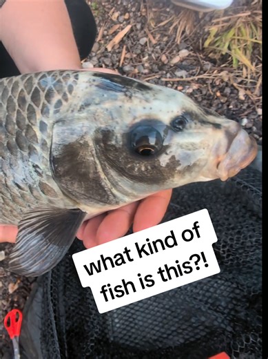 caught this beauty of a carp on my local lake today... at first I thought it might have been a bream because it was so silver!!! 😂🐟 any ideas? is it just a common with unusual markings? or is it some kind of hybrid? 🤔 still new to carp fishing so don't judge me for not knowing lol 😂 #help #fishidentification #carpfishing #beginnerfisherwoman #fishing