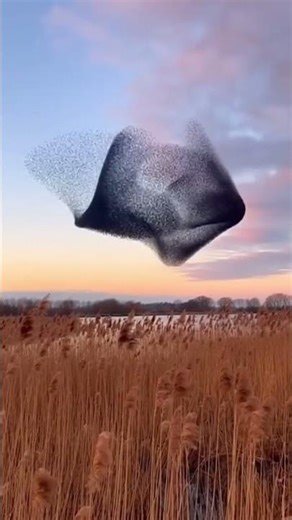 This murmuration will mesmerize you 🤯 #birds #nature #shorts