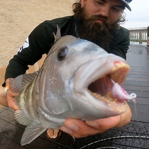 The pier was covered with these toothy fish | Bearded Brad