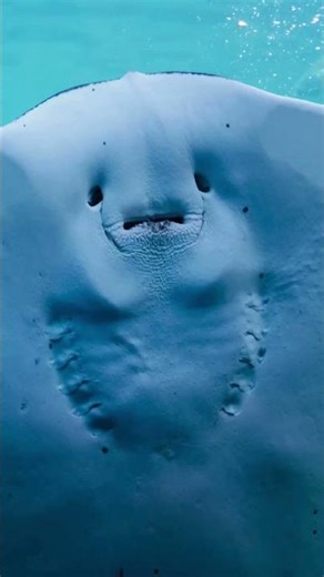 4K Ultra HD HDR Wildlife Video | Cutest Animals in the World!