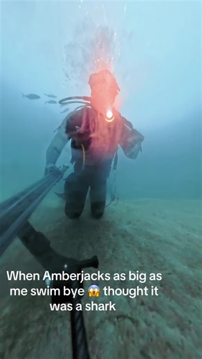 Encountering Massive Amberjacks While Spearfishing