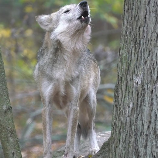 98K views · 7.4K reactions | Let her wise + wild howls move you  At almost 13 years old, beautiful Belle is the oldest Mexican gray wolf at the Wolf Conservation Center and we love her very much. | Wolf Conservation Center | Facebook
