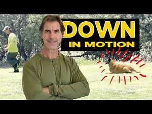 Teach Your DOG DOWN in Motion - Dog Obedience Training Video