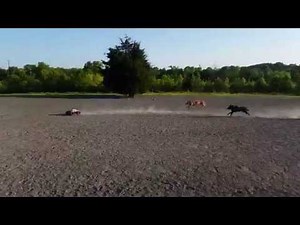 PT2: RC Monster Truck at the dog park!!