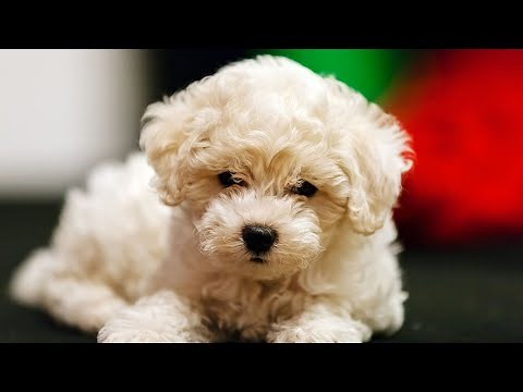 How to Train Your Bichon Frise to Stop Excessive Barking