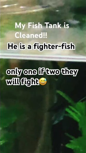 My Pet "Fighter-Fish" "GAZE"