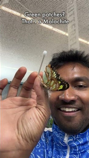 Butterfly Show