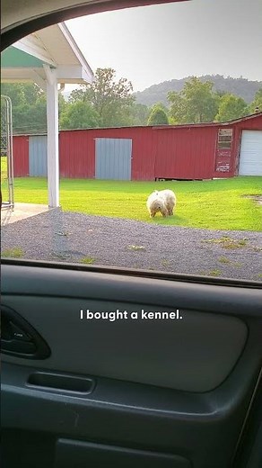 Matted Dog On The Run For Over Two Years Gets Rescued | The Dodo