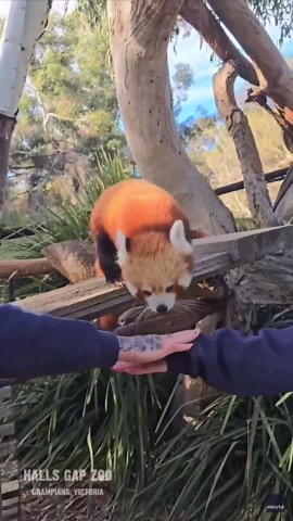 Adorable Zoo Animals Try Their 'Hand' at Viral TikTok Trend