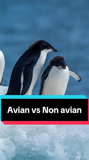 Exploring Avian Dinosaurs of the Jurassic Period