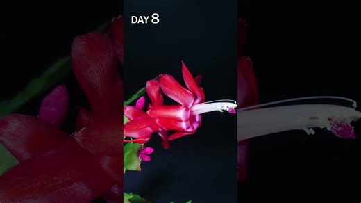 Christmas cactus flowering time lapse