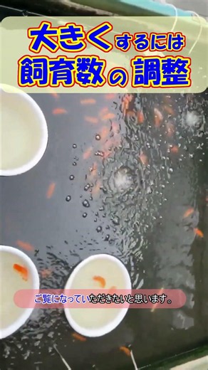 July Stocking Density Adjustment for Raising Large and Beautiful Ranchu Goldfish