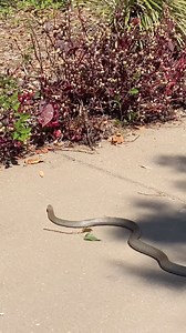 This beautiful Eastern Brown snake was more than aware of this persons presence, but was completely focused on fleeing the situation rather than chasing what could have been a threat. Contrary to popular belief, Brown snakes don’t necessarily chase people, however sometimes they will hold a defensive ‘S’ pose and slowly come closer, but that is simply a scaring tactic to protect themselves. If you move/run away, they will not chase you. We absolutely love when people maintain a safe distance fro