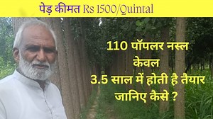 Poplar Tree Farming Harvesting In 3.5 years Rate Rs1500/quintal