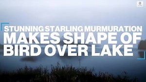 NATURAL WONDER: A mesmerizing murmuration of starlings takes the shape of a giant bird while flying over a lake in Ireland. https://abcn.ws/3qnsFz3 | ABC News
