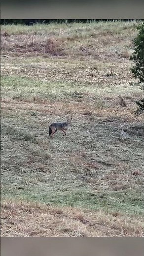 Across the Open Plains: A Long-Range Coyote Hunt #hunting #chasse #nature #охота #huntingwear