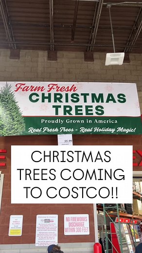 1.7K views · 16 reactions | Do you buy your live tree from Costco? #costco #wholesale #christmas #christmastree #christmastraditions #costcoshopping #costcofinds #costcobuys #costcodeals #costcolife #costcodoesitagain #costcohaul #currentlycostco | Costco Crazy | Facebook