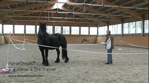THE HORSEDREAM APPROACH The Horse Is The Trainer This is the first video to explain and explore the HorseDream concept, the corporate approach of Horse Assisted Education. You are welcome to comment or ask questions and all Licensed HorseDream Partners and Qualified EAHAE Members are welcome to answer. | HorseDream