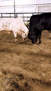 Adorable calves playing on the sand | Biggest Bulls Photography