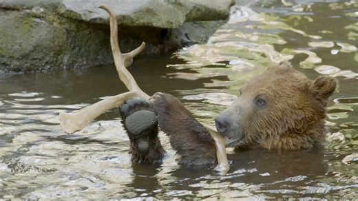 17K views · 362 reactions | It's a grizzly bear pool party with Hawthorne and Huckleberry! | Northwest Trek Wildlife Park | Facebook