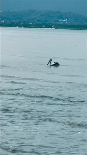Amazing Pelican Fishing Skills Caught on Camera Footages | Australian Pelican in Action on Sea beach