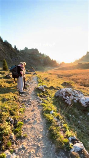 Exploring the Life of Penguins in Mountain Habitats