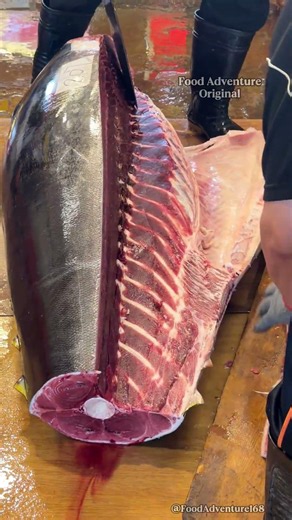 Watch perfect otoro cut from giant bluefin tuna with zero waste #BluefinTuna #Otoro #SushiPrep
