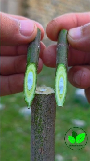 Best grafting techniques for fruit plants | Fig tree grafting 26 #graftingplants #bonsai #bushcraft