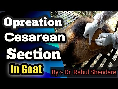 Ceserean Section in Goat Sheep | C section in Goat | By :- Dr. Rahul Shendare