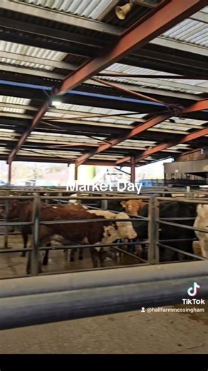 A quick trip to Selby Livestock Auction Mart to sell a couple of cross bred gimmers as well as breakfast with friends. Marts such as this are vital for farmers' mental health by alleviating intense rural isolation, fostering social connection, and providing a venue for informal peer support. | Hall Farm