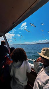 1.4K views · 472 reactions | Ever seen a Gannet travelling at 60 mph?  Join us on an RSPB Diving Gannet Cruise and see the UK’s largest seabird in action and up close! ✨ Follow the link in our bio to book! - - - #bemptoncliffs #rspb #rspbbempton #eastyorkshire #yorkshire #gannet #seabirds #bempton #puffins #cruise #bemptoncruise #yorkshirebelle #divinggannets | RSPB Bempton Cliffs | Facebook