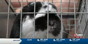 Hundreds of furry friends gathered at the Shawnee County Fair for a rabbit show