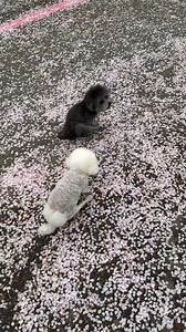 127K views · 696 reactions | They are on a mission to clean up poop.藍 Credit @fenix_the_poodle #aboutpoodle #poodlelove #poodle #poodlelife #toypoodle | About Poodle | Facebook