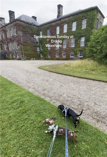 📍 Erddig- Wrexham. Postcode doesn’t work so type in ‘Erddig’ then when you get close follow the brown signs! On Sunday I happened to be driving through Wrexham and saw the signs for Erddig so thought I’d take a quick detour on route home! It was a lovely little stop off and we ended up walking for about 2 hours (but could easily have been way longer for those who want a long walking day out!) On arrival the staff gave me a ‘paws at Erddig’ map 🗺️. Everywhere marked with a white square is where