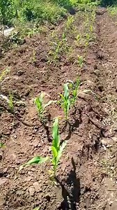 Plant Population : Ultimate Way To Increase Your Maize Harvest Yield A farmer cultivate 5 acres ( 2 hectares) of maize. At harvest, he barely has 3 tonnes ( 3000kg) or 30 bags of 1000kg That means the farmer harvest 1.5 tonnes per hectare of maize ................................... The average tonnes of maize that a farmer is suppose to harvest from an hectare is 7 Tonnes Some countries are harvesting 20 tonnes per hectare when they use improved breed One of the reason you are not harvesting mu