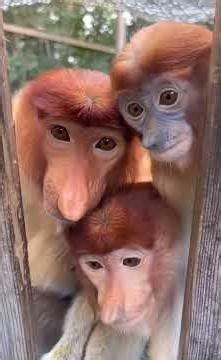 The proboscis monkey lives on the island of Borneo.