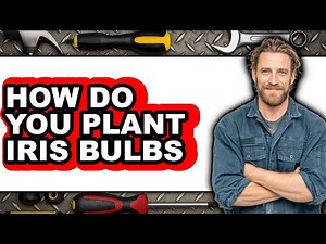 How Do You Plant Iris Bulbs 2025 - Full Guide