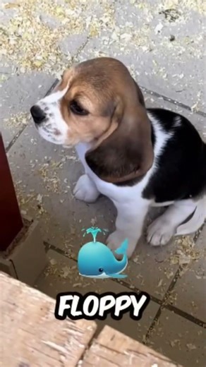 Did you know there is a real life snoopy?