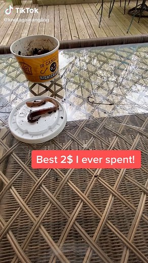 Berkley Worm Threader: Must-Have Tool for Fishing Enthusiasts