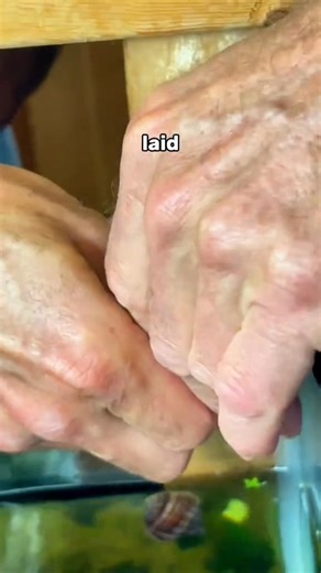 18K views · 134 reactions | The growth and evolution of homemade mystery snail  #pets #aquarium #fishtank | Trip Aquarium | Facebook