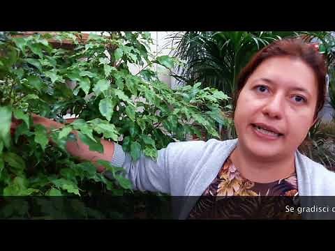 Indoor plants: practical advice on how to grow ficus benjamin