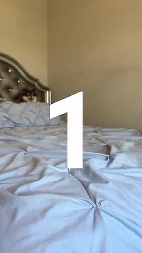 Scout, Suki & Stella on TikTok