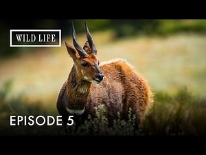 Africa’s Smallest Antelope Gets a New Home | Modern Migrations | Episode 5