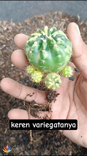 Checking Echinopsis variegata, it's actually healthy & beautiful #aridzona #cactus #minicactus #e...