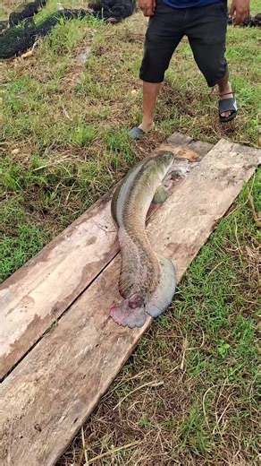 Videos de 🔱💪David lai 1%💪🔱 (@davidlai.com) con “sonido original - 🔱💪David lai 1%💪🔱”