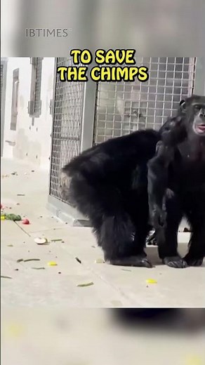 Lab Chimpanzee Sees Sky For The 1st Time In 28 Years! 🥺❤️