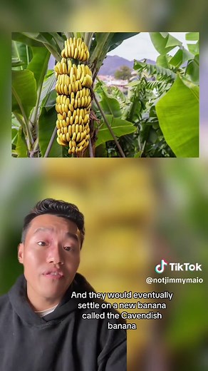 Understanding Banana Republics and Banana Flavoring