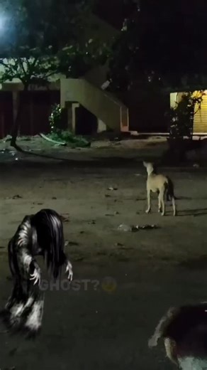 13K views · 453 reactions | Real ghost - Can Dogs See Ghost? #ghost #dogreaction #dogsixthsense #doginformation #dogoftheday #dogsofinstagram #dogs #puppy #dogghost #thapardogschool | Dog trainer or Dog behavior expert | Facebook