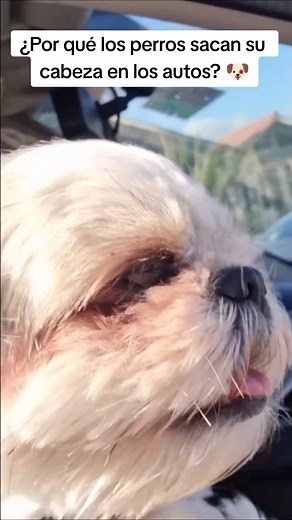 ¿Por qué los perros sacan su cabeza por la ventana?