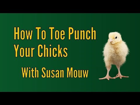 Toe Punching Chicks